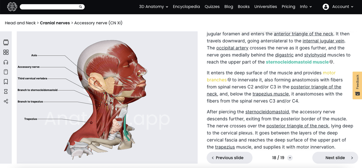 Anatomy.app, 3D article, accessory nerve (cranial nerve XI)