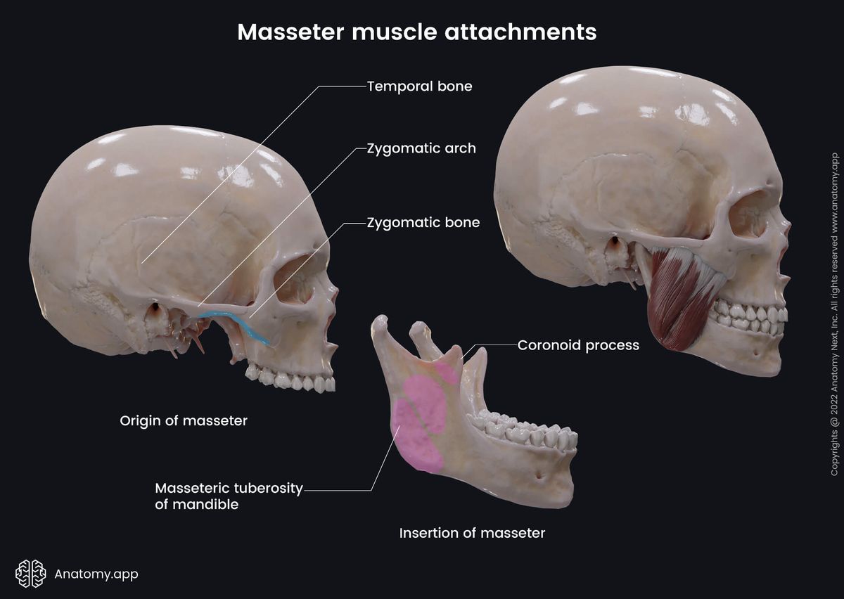 Masseter, Muscles of mastication, Masticatory muscles, Mandible, Skull, Origin, Insertion, Head muscles