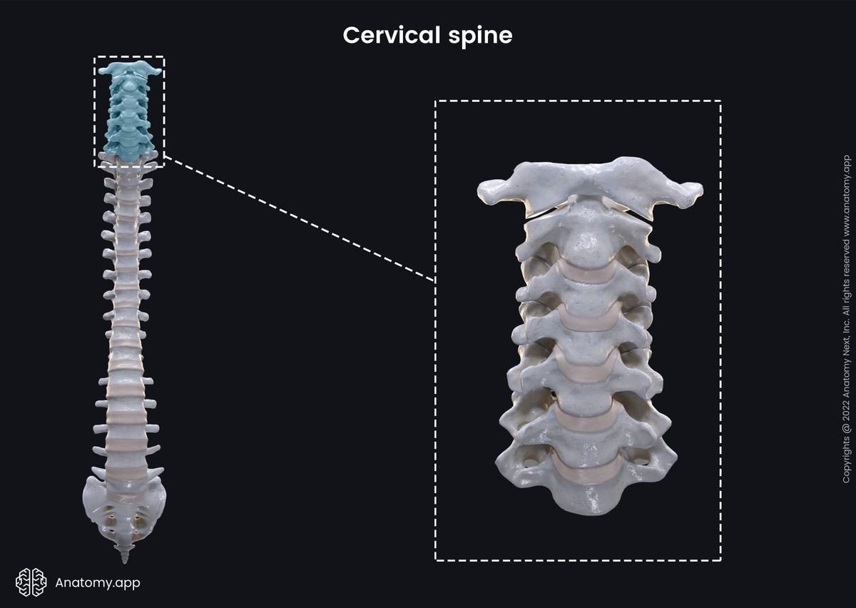 Cervical vertebrae, Cervical spine, Seven cervical vertebrae, Anterior view