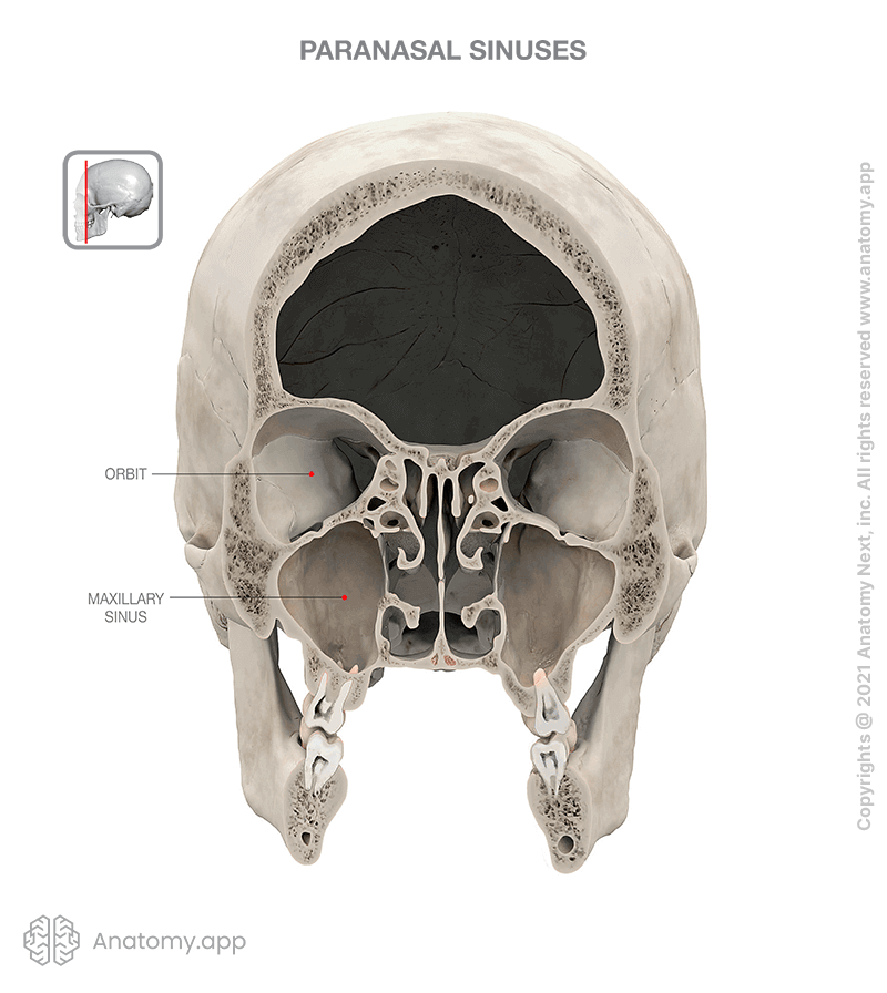 Skull with frontal part removed, paranasal sinuses (maxillary sinus)