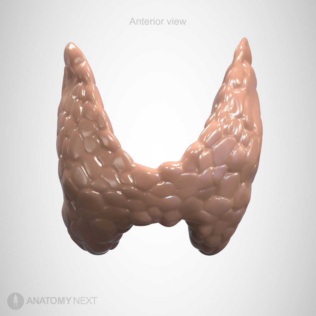 Thyroid gland, anterior view