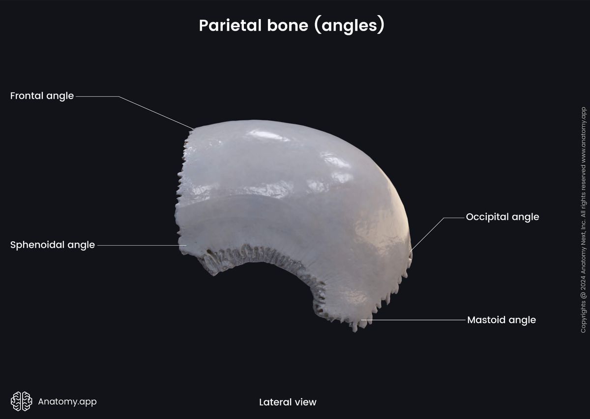 Head and neck, Cranium, Cranial bones, Skull, Neurocranium, Parietal bone, Lateral view