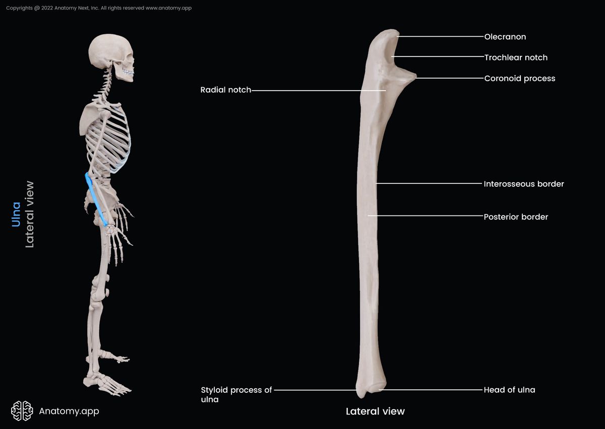Ulna, Landmarks, Forearm bones, Skeleton of forearm, Human skeleton, Upper extremity, Skeleton of upper extremity