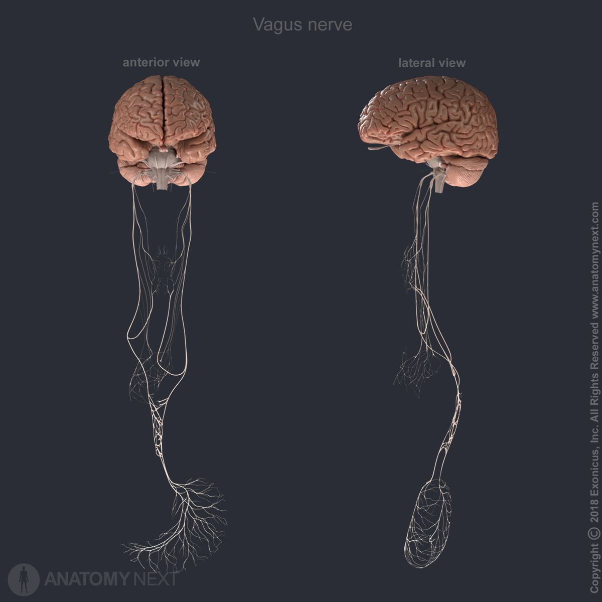 Vagus nerve, tenth cranial nerve, CN X, full view, two aspects (anterior view, lateral view), together with brain