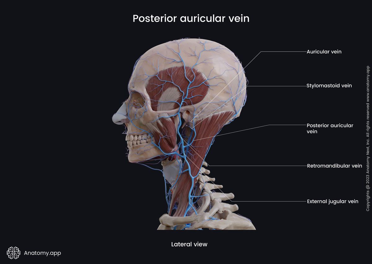 Head and neck veins, Posterior auricular vein, Course with included sternocleidomastoid, Tributaries, Lateral view, Extracranial veins
