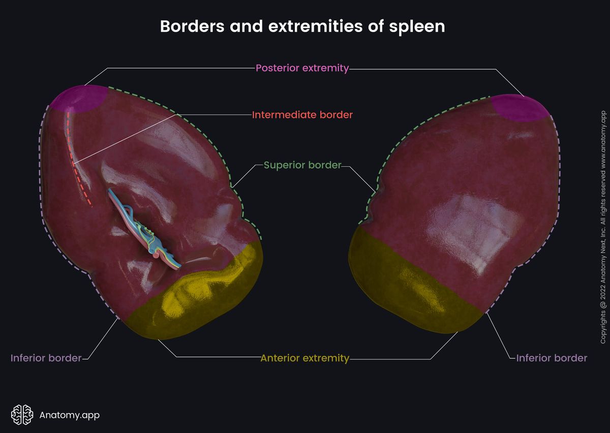 Spleen, Borders, Extremities, Diaphragmatic surface, Visceral surface, Hilum of spleen