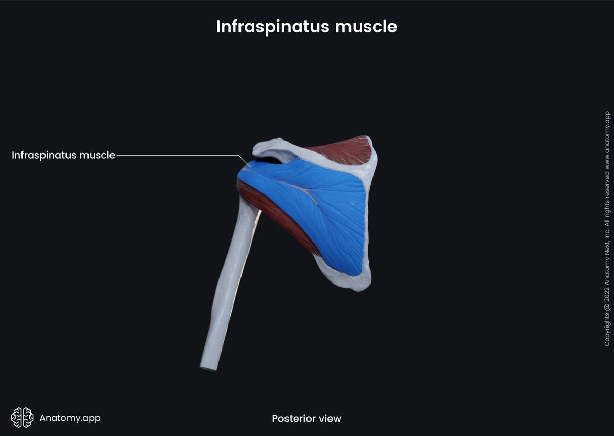 Upper extremity, upper limb, muscular system, rotator cuff, infraspinatus, posterior view