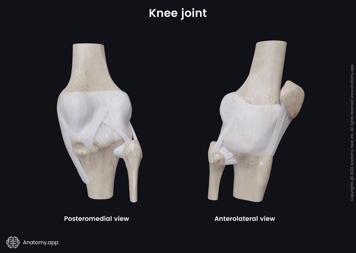 Knee joint, Posteromedial view, Anterolateral view, Tibia, Fibula, Femur, Patella, Joint capsule