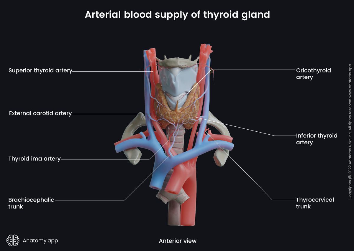 Thyroid gland, Arterial blood supply, Arteries, Veins, Larynx, Trachea, Anterior view, External carotid, Thyroid arteries, Brachiocephalic trunk, Thyrocervical trunk, Cricothyroid artery
