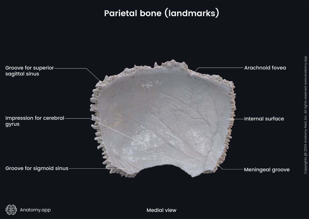 Head and neck, Skull, Cranium, Cranial bones, Neurocranium, Parietal bone, Landmarks, Internal surface, Medial view