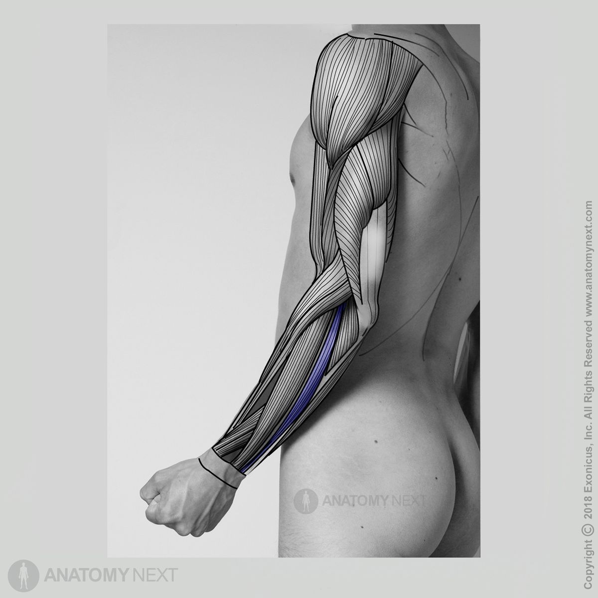 Extensor carpi ulnaris, Forearm muscles, Muscles of the forearm, Posterior compartment muscles, Posterior compartment of forearm muscles, Extensors, Extensor muscles, Human arm, Human muscles