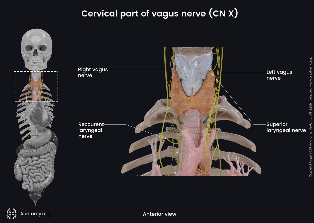 Nervous system, Cranial nerves, Tenth cranial nerve, CN X, Vagus nerve, Cervical part, Anterior view