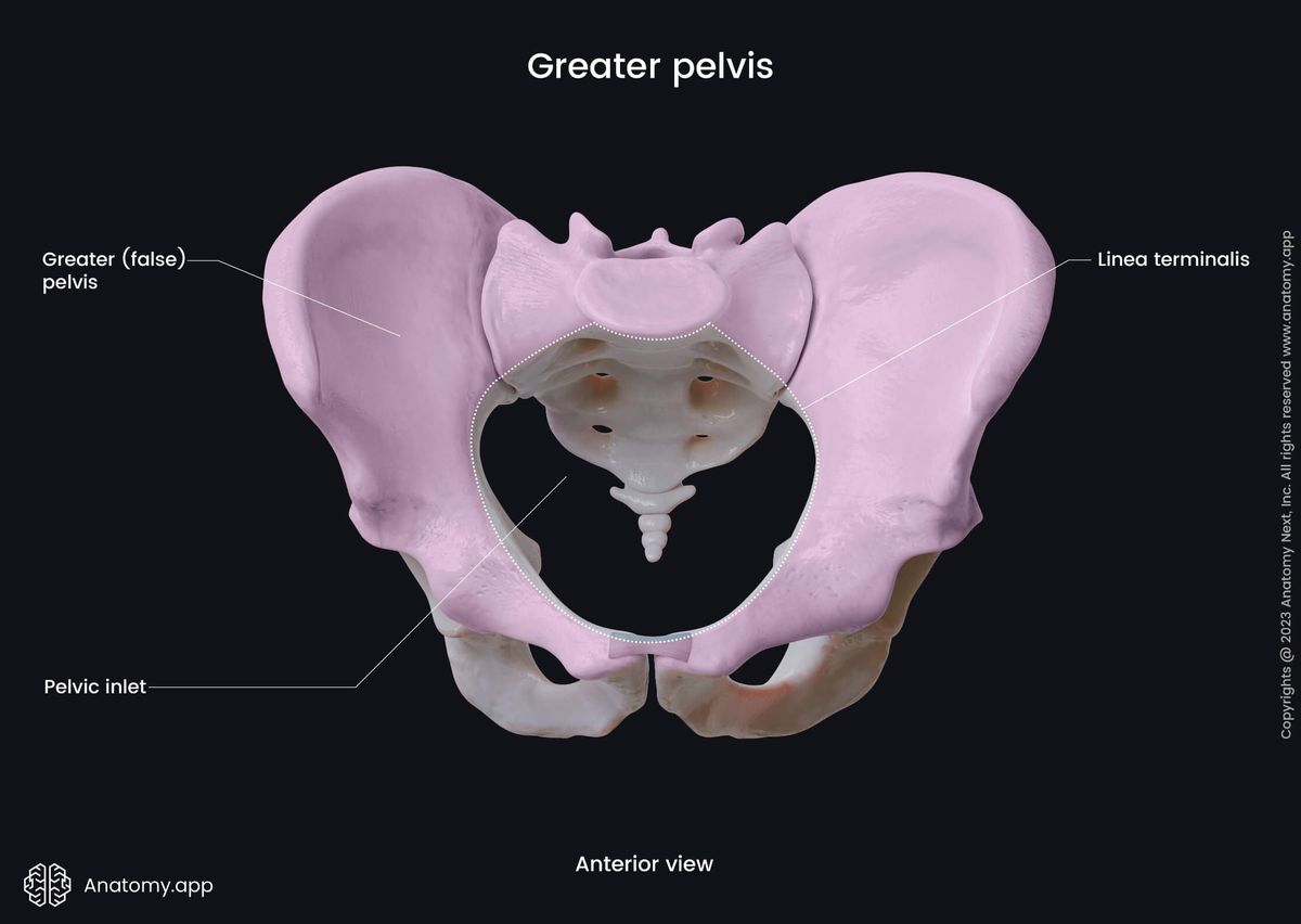 Pelvis, Greater pelvis, False pelvis, Linea terminalis, Pelvic inlet, Anterior view