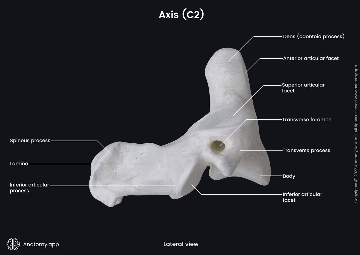 Axis, C2, Second cervical vertebra, Cervical vertebrae, Lateral view, Landmarks, Spine, Vertebral column, Atypical cervical vertebra
