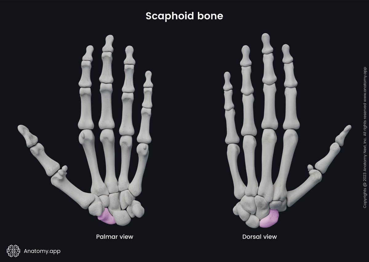 Upper limb, Upper extremity, Skeletal system, Hand bones, Carpals, Carpal bones, Scaphoid, Human hand, Human skeleton, Bones of hand, Palmar view, Dorsal view