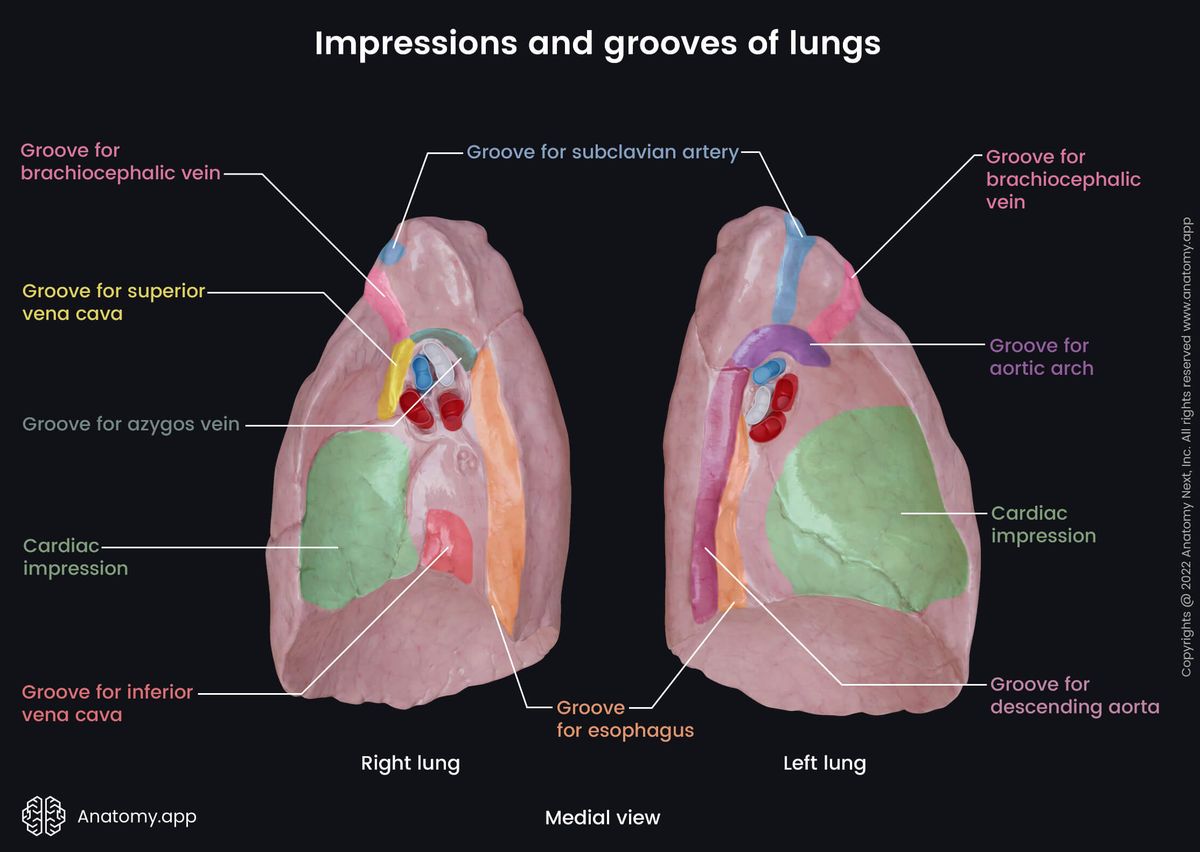 Lungs, Impressions, Grooves, Medial surfaces
