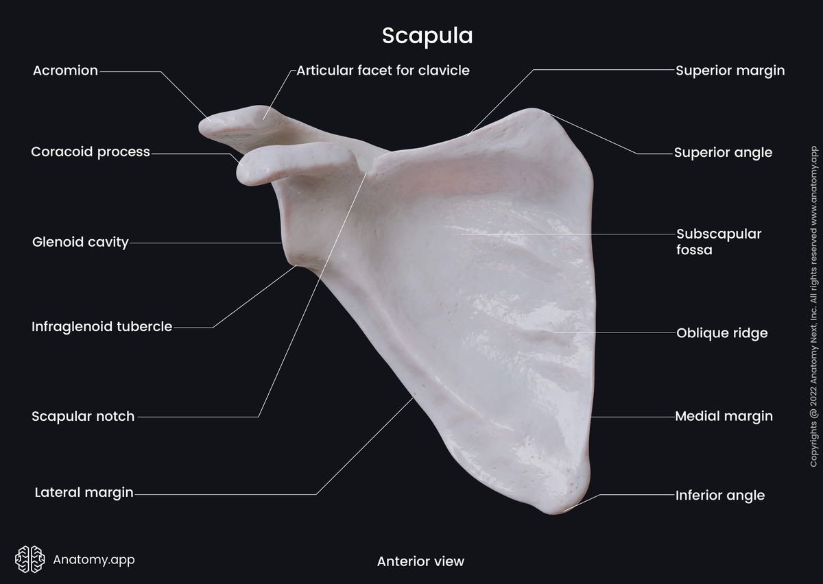 Scapula, Shoulder blade, Anterior surface of scapula, Costal surface of scapula, Landmarks of scapula, Skeleton of upper limb, Bones of shoulder girdle, Shoulder girdle