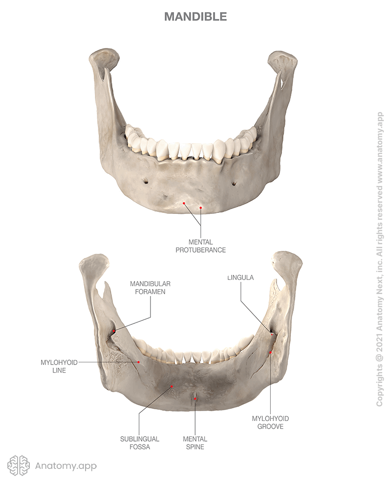 Mandible, anterior and posterior views (external and internal surfaces), anatomical landmarks