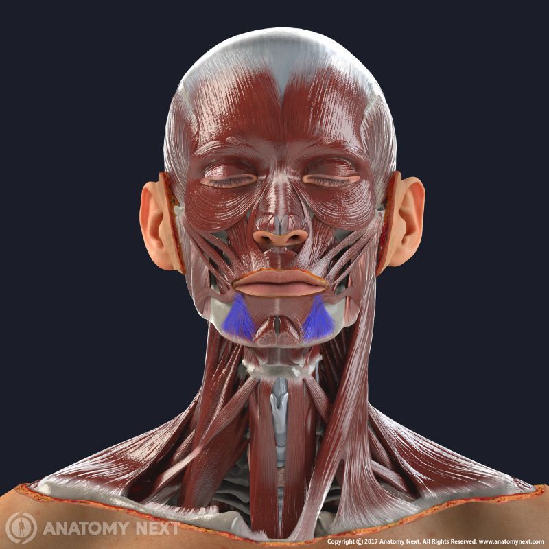 Depressor anguli oris muscle with other facial muscles