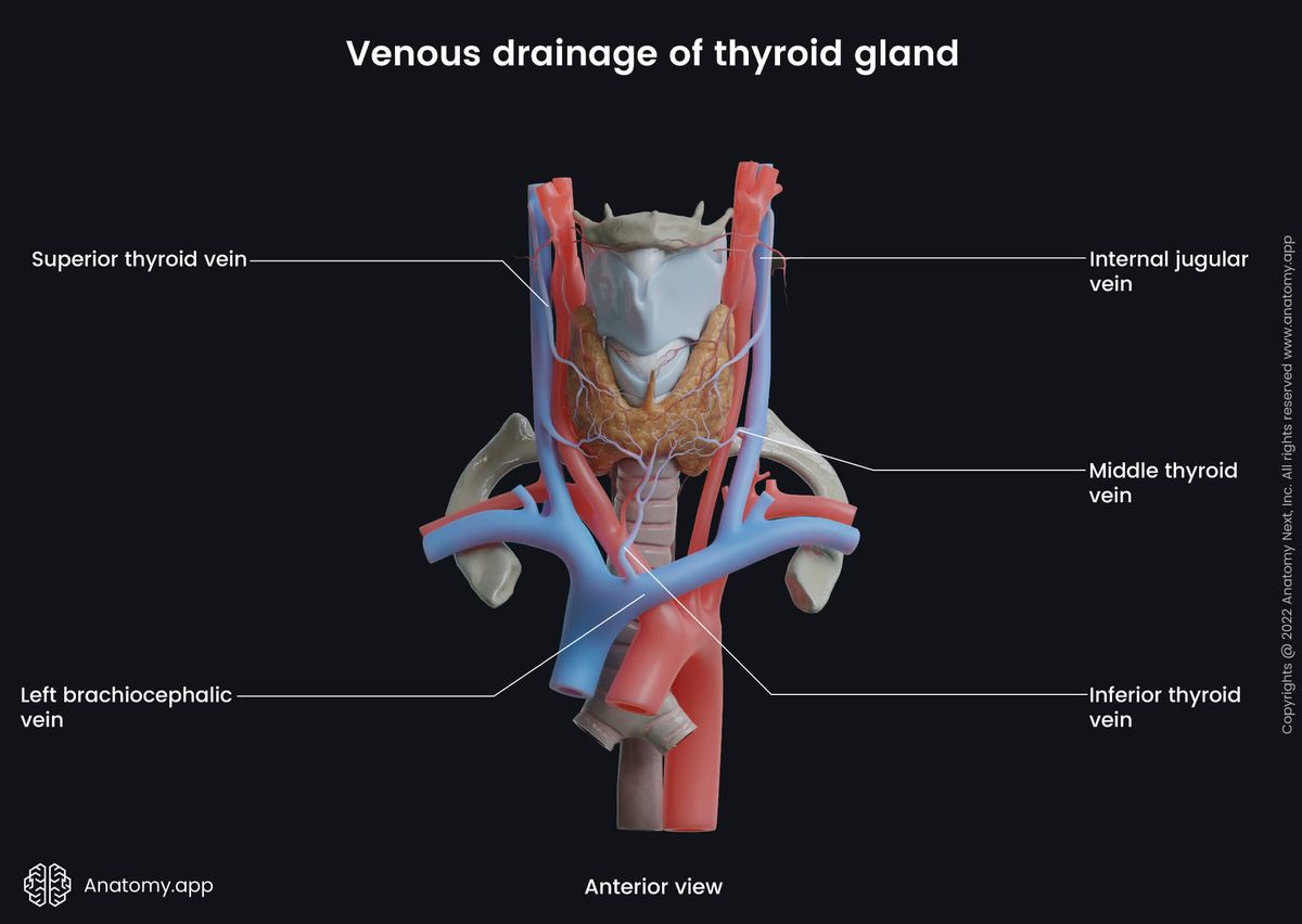 Thyroid gland, Thyroid veins, Arteries, Thyroid arteries, Larynx, Trachea, Venous drainage, Brachiocephalic vein, Internal jugular vein