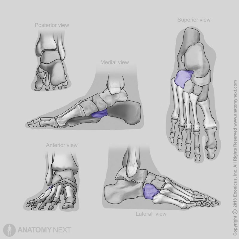 Cuboid bone, Tarsal bones, Human foot, Bones of foot, Skeleton of lower limb