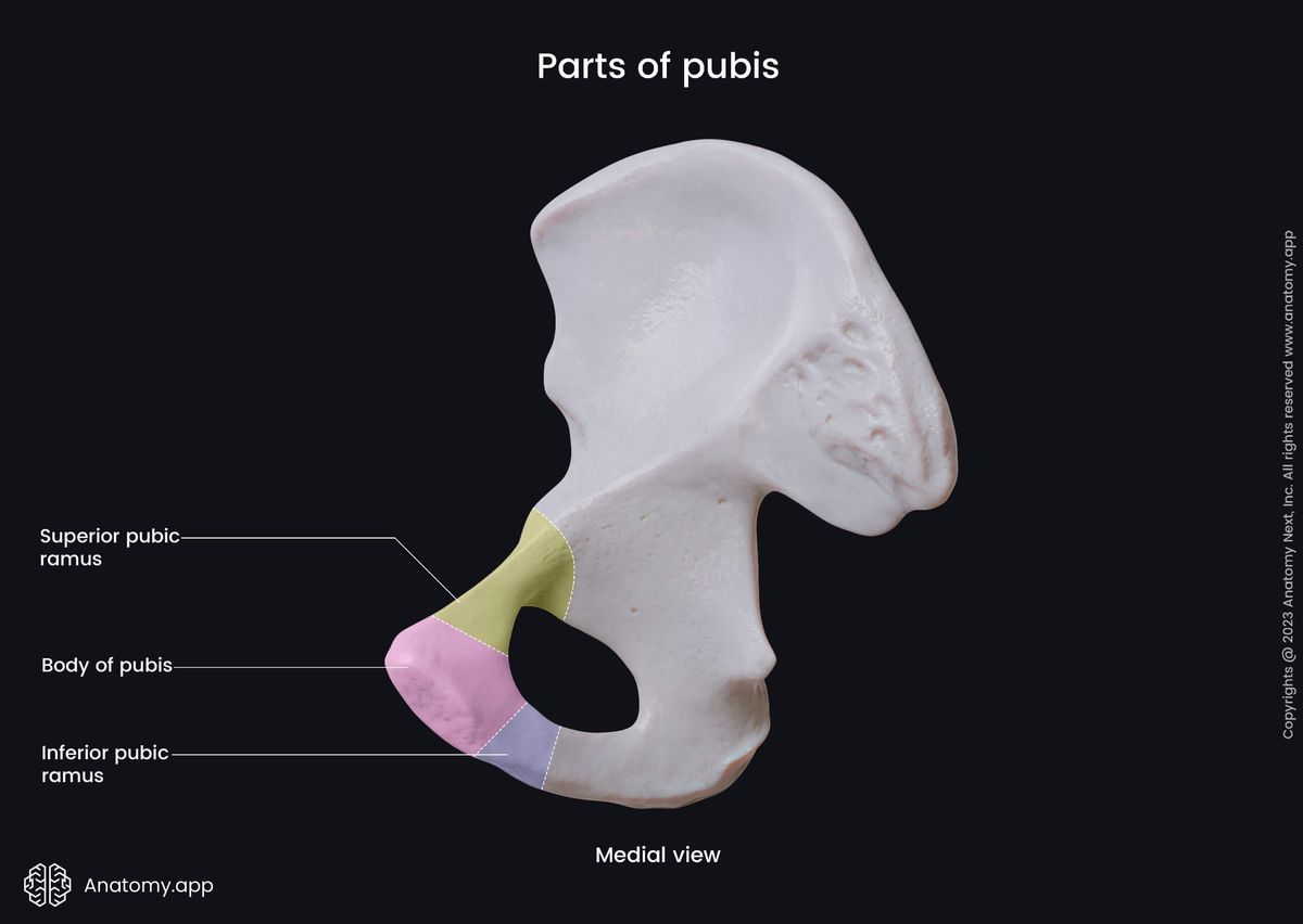 Pubis, Pubic bone, Hip bone, Pelvic girdle, Pelvic girdle bones, Human skeleton, Medial view of pubis, Parts of pubis