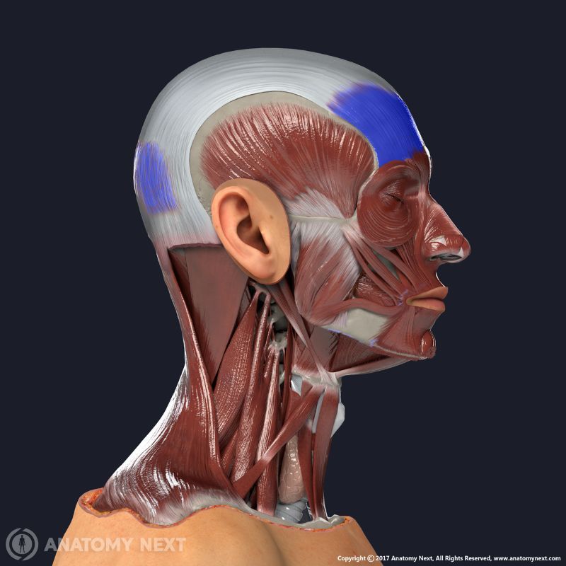 Occipitofrontalis with other facial muscles