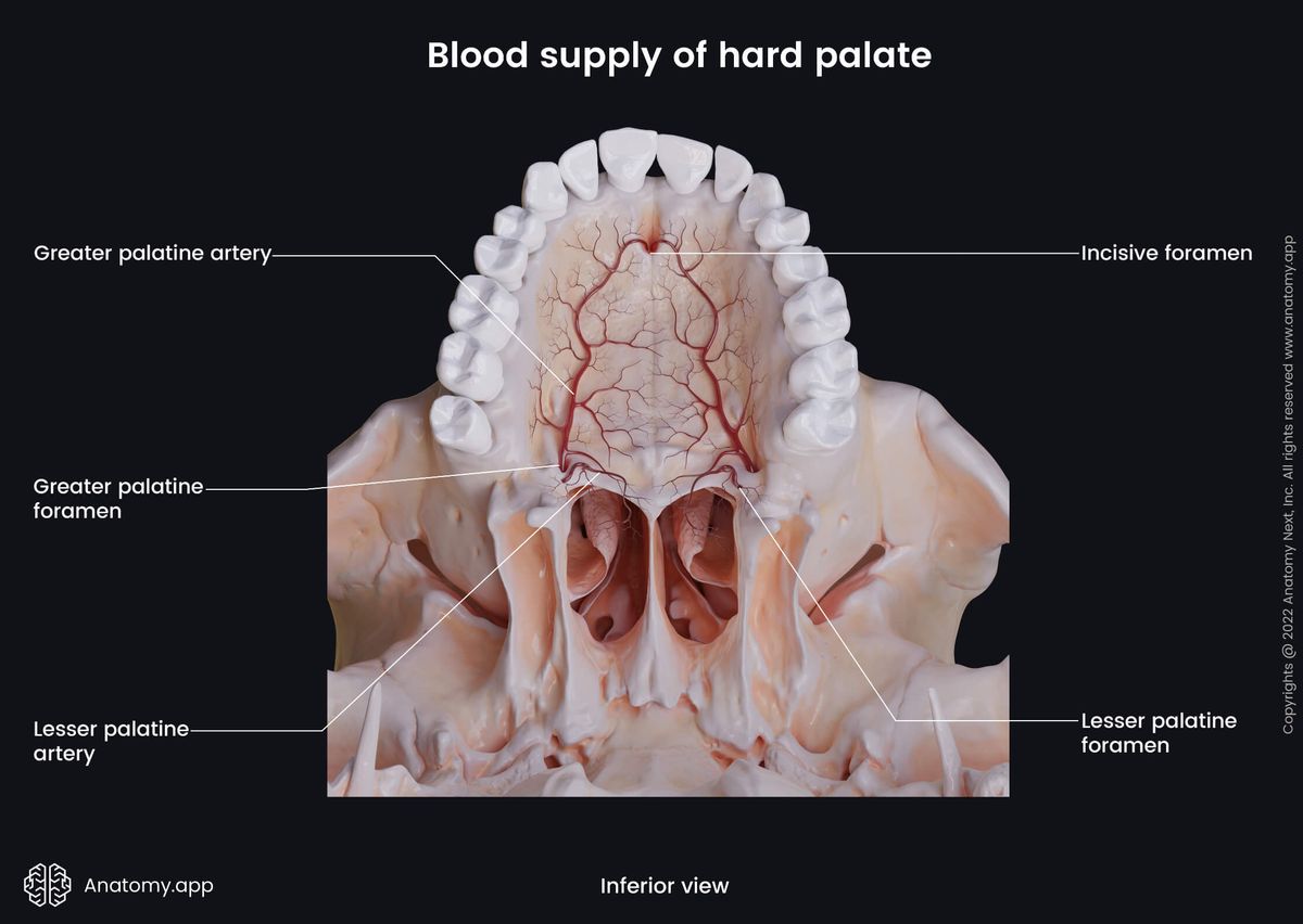 Hard palate, Arterial blood supply, Greater palatine artery, Lesser palatine artery, Inferior view, Skull