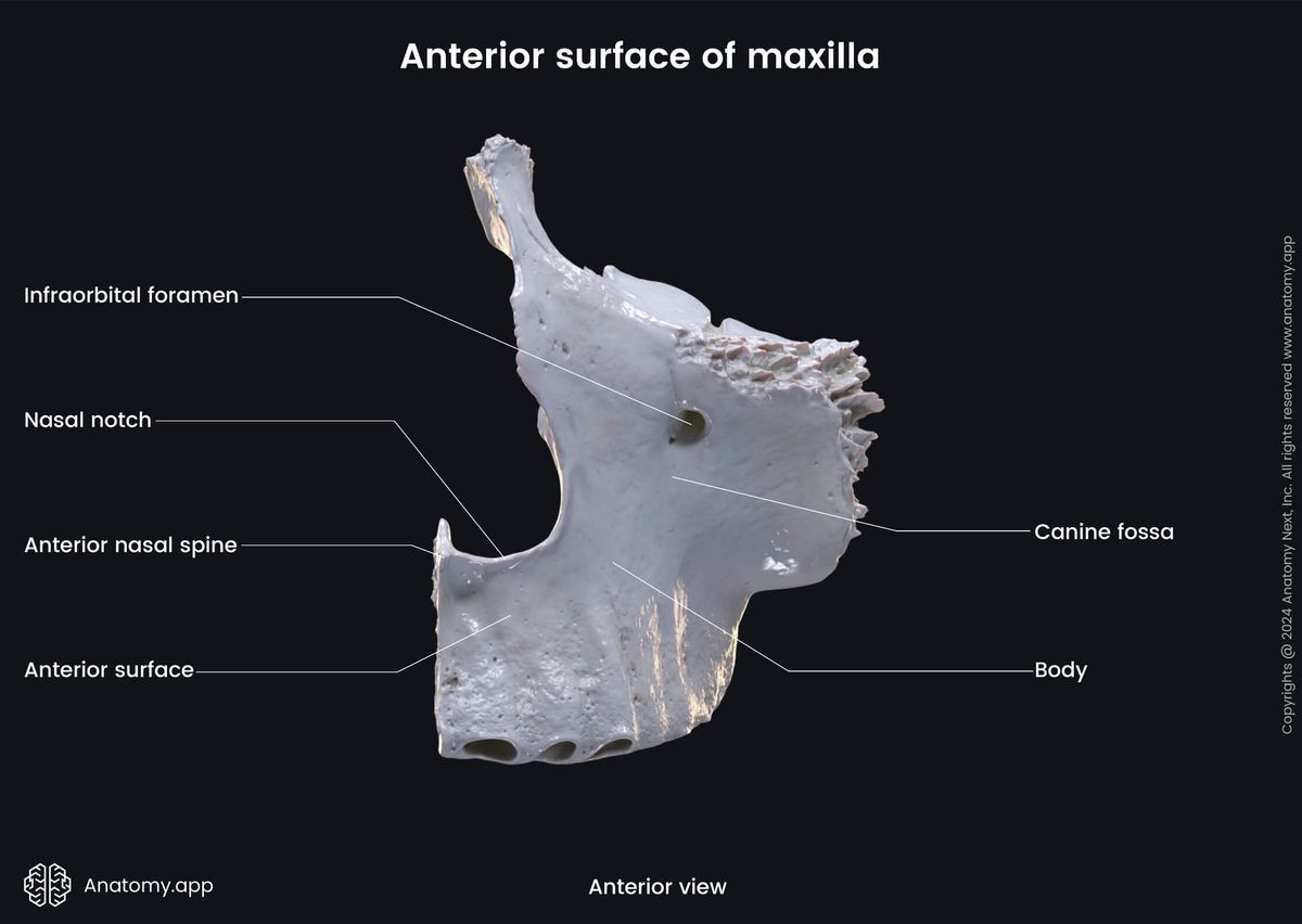 Head and neck, Skull, Viscerocranium, Facial skeleton, Maxilla, Upper jaw, Landmarks of maxilla, Body of maxilla, Anterior surface, Anterior view