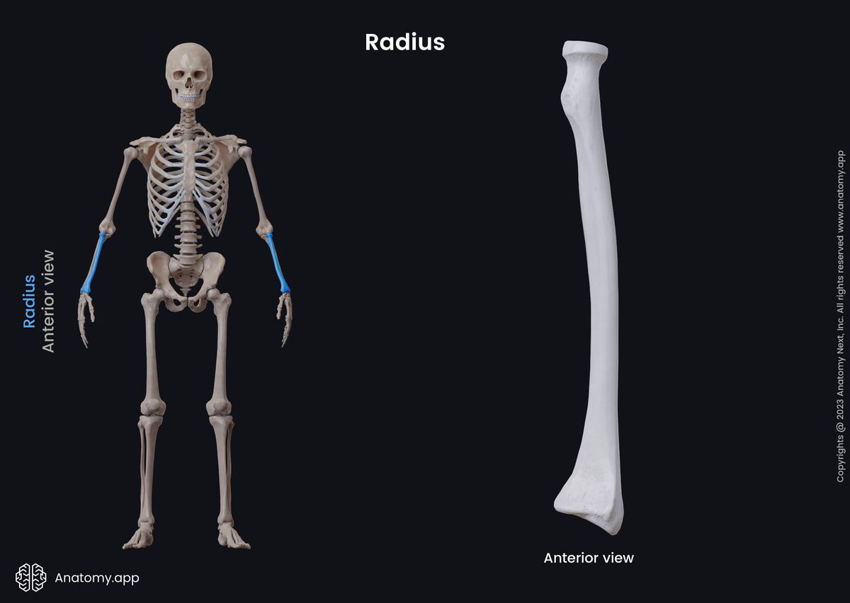 Human skeleton, Upper limb, Bones of forearm, Forearm, Forearm bones, Radius, Skeleton of forearm, Upper extremity, Skeleton of upper extremity