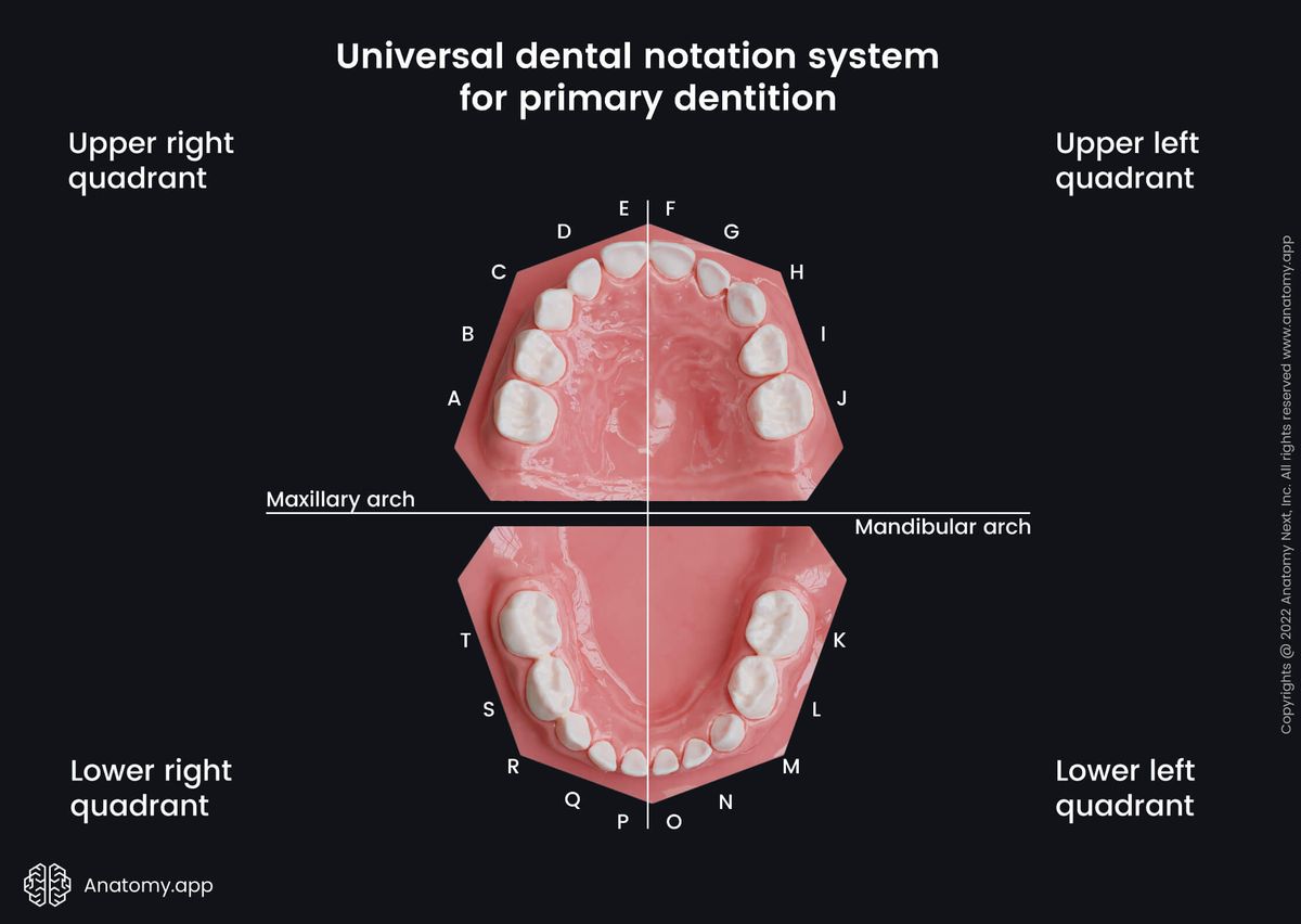 Dental notation systems, Universal system, Universal tooth numbering system, Teeth, Palate, Teeth numbering, Maxillary arch, Mandibular arch, Primary teeth, Milk teeth, Deciduous teeth