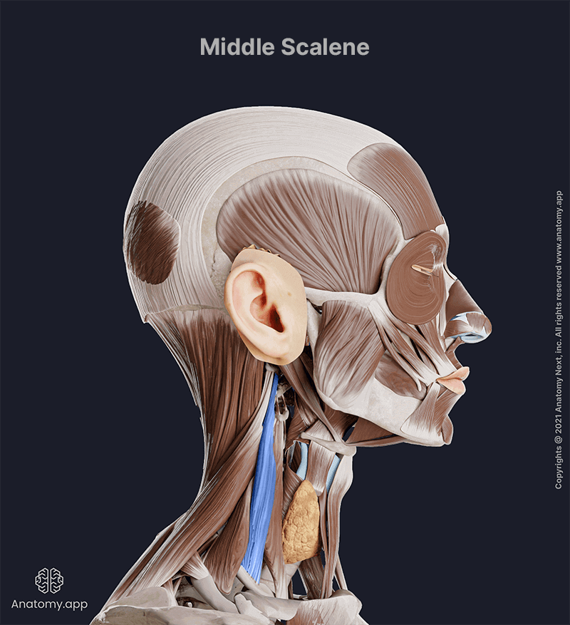 Middle scalene muscle, Middle scalene, Scalene muscles, Neck muscles, Lateral neck muscles, Head and neck muscles, Lateral view, Middle scalene muscle colored blue