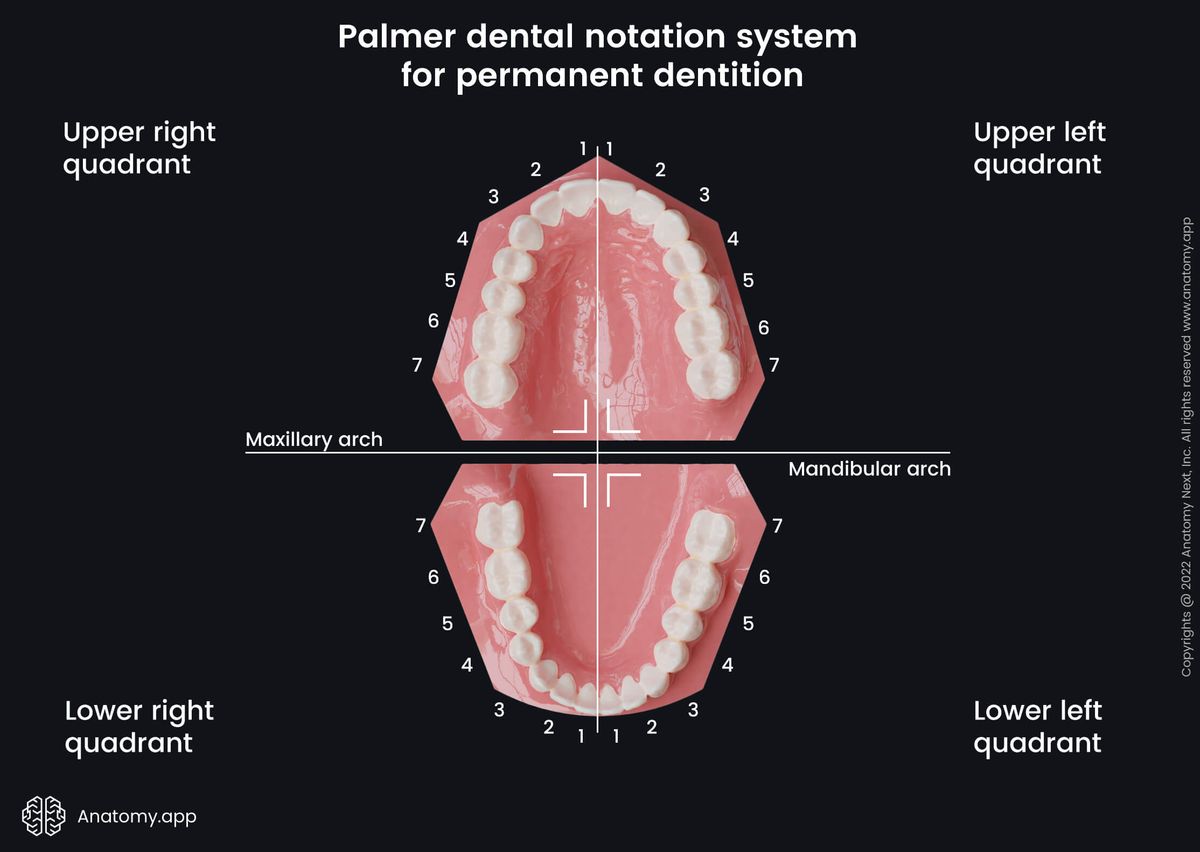 Dental notation systems, Palmer system, Teeth, Palate, Teeth numbering, Maxillary arch, Mandibular arch, Secondary teeth, Permanent teeth