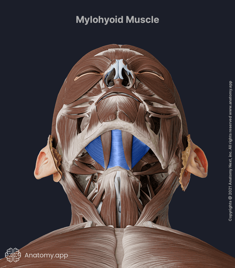 Mylohyoid, Mylohyoid muscle, Suprahyoid muscles, Neck muscles, Muscles of the neck, Head and neck muscles, Mylohyoid muscle colored blue