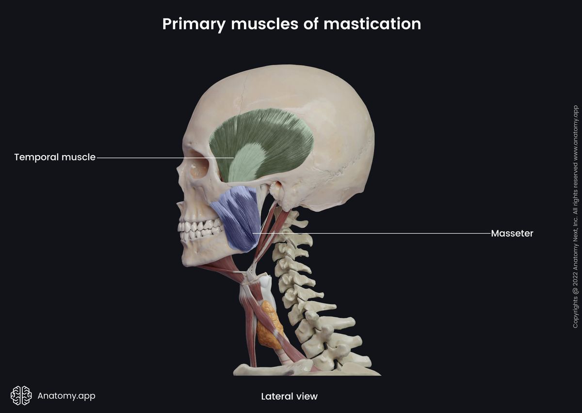 Primary muscles of mastication, Temporal muscles, Masseter, Human skull, Lateral view
