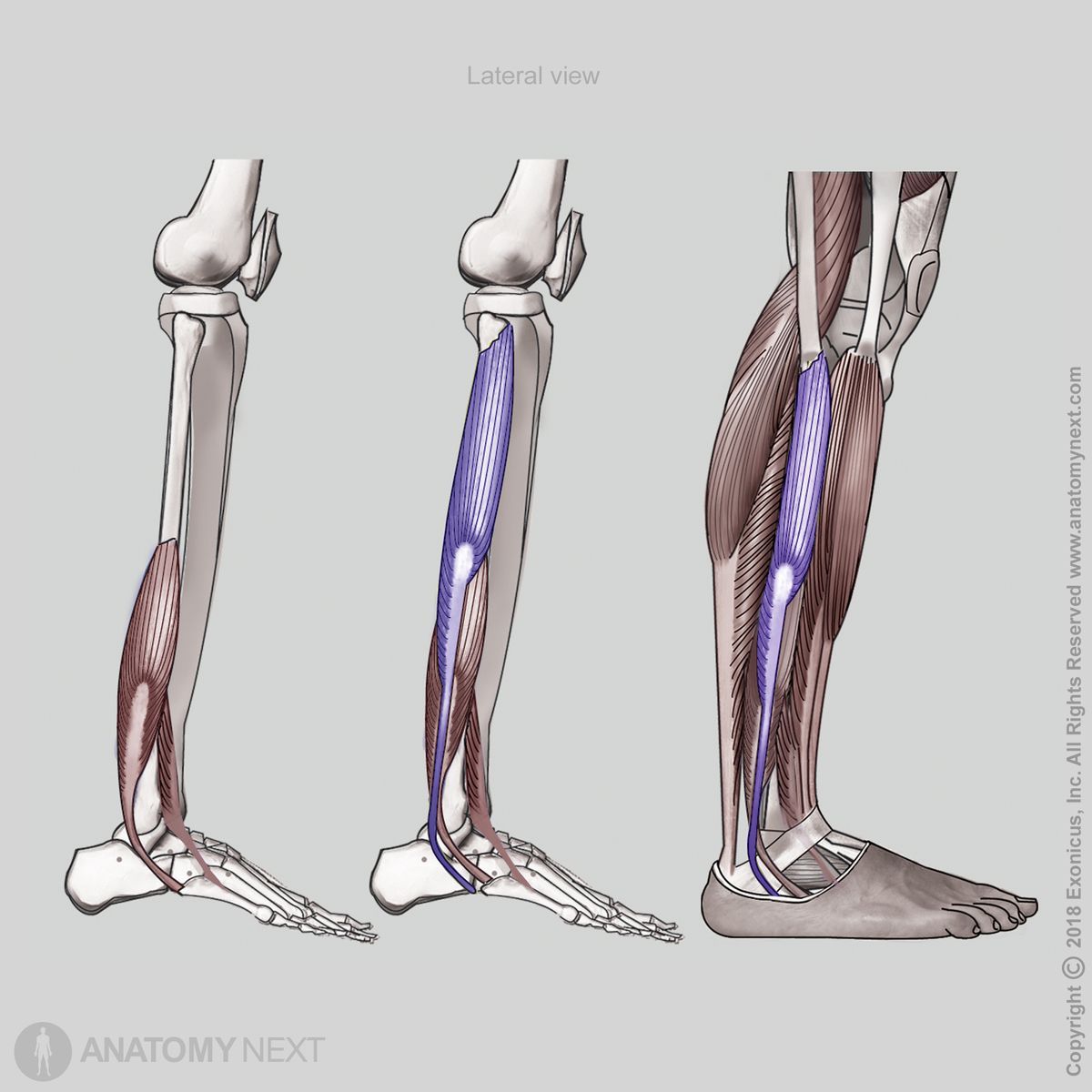 Peroneus longus, Fibularis longus, Insertion of peroneus longus, Insertion of fibularis longus, Origin of peroneus longus, Origin of fibularis longus, Lateral compartment of leg, Lateral compartment muscles, Leg muscles, Human leg