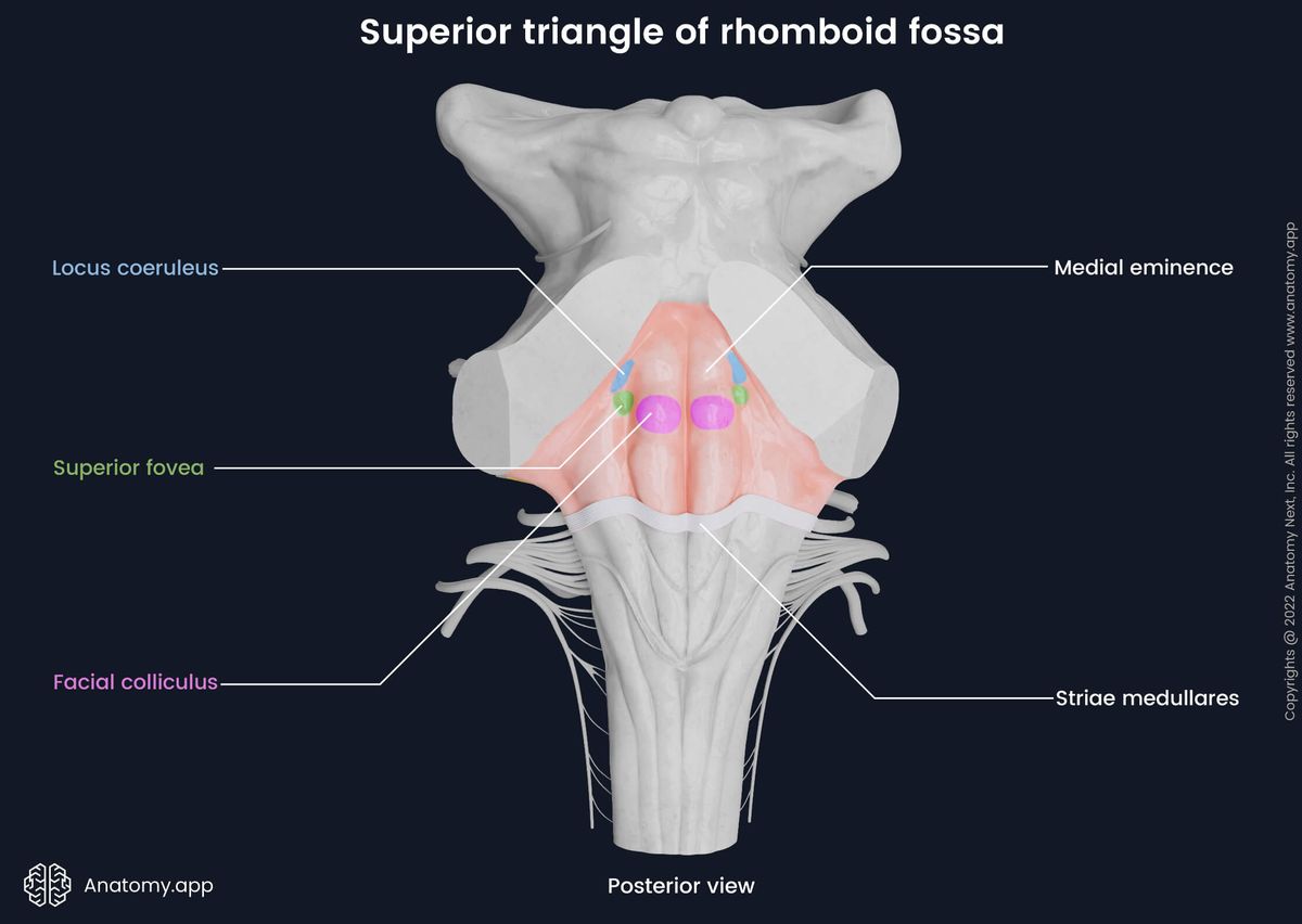Rhomboid fossa, Superior triangle of rhomboid fossa, Posterior view, Landmarks of rhomboid fossa, Pons