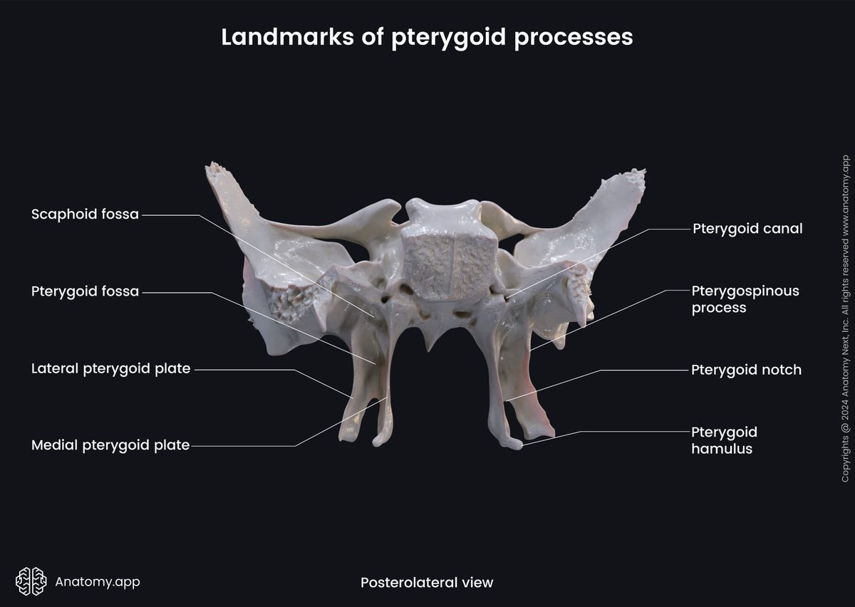 Head and neck, Skeletal system, Skull, Bones of skull, Neurocranium, Sphenoid, Parts of sphenoid, Pterygoid processes, Landmarks, Posterolateral view