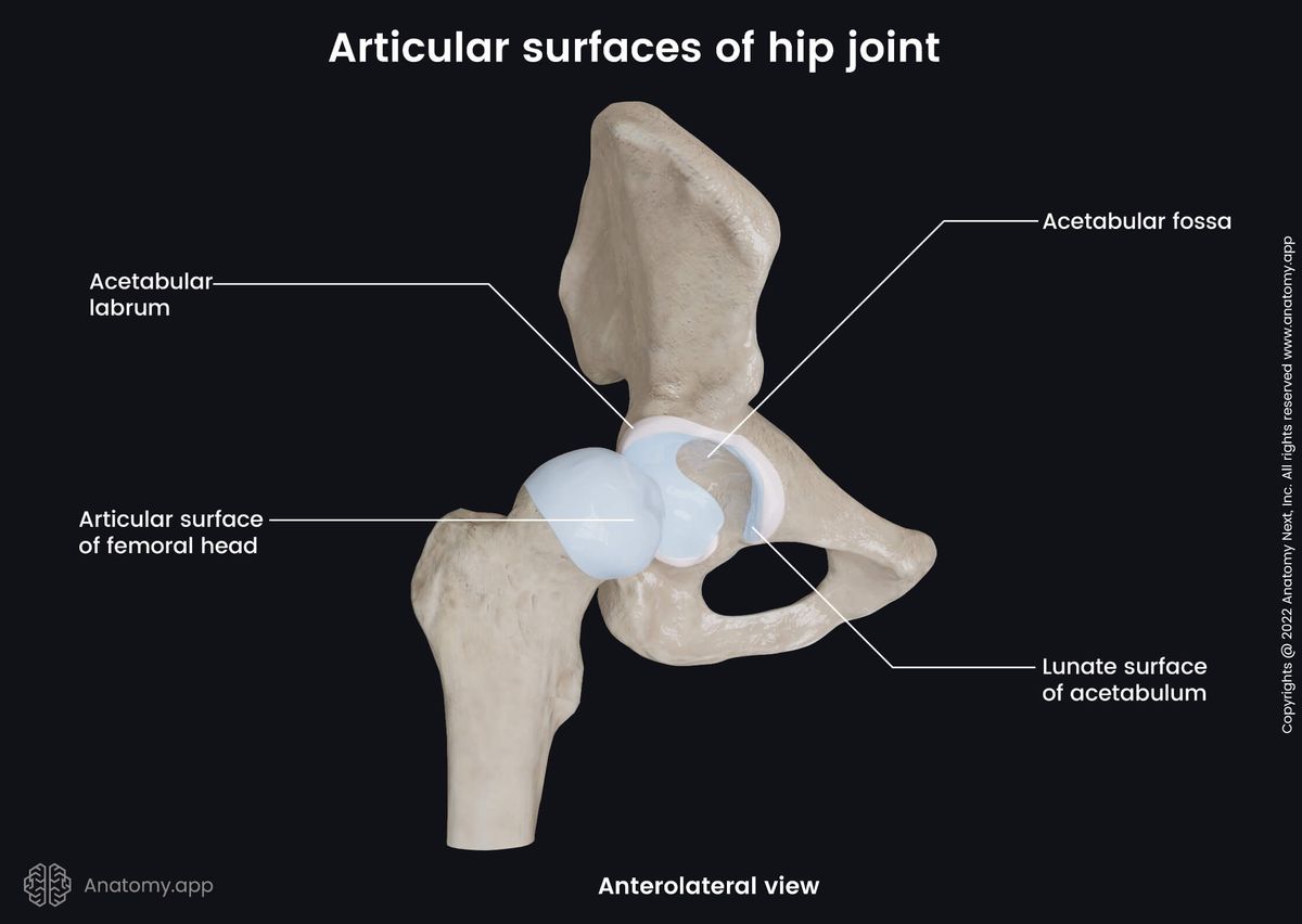Hip joint, Articular surfaces, Anterolateral view, Hip bone, Femur, Acetabulum