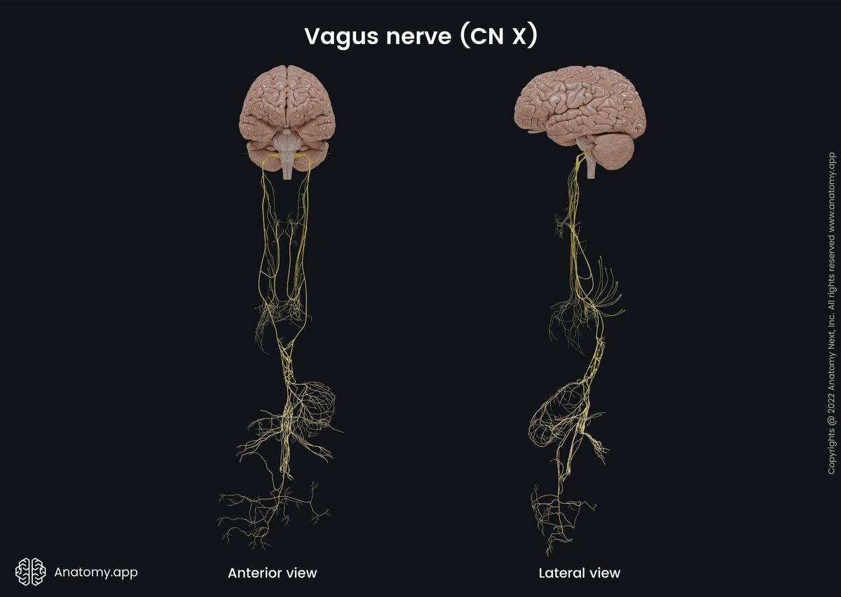 Nervous system, Cranial nerves, Tenth cranial nerve, CN X, Vagus nerve, Overview, Anterior and lateral views