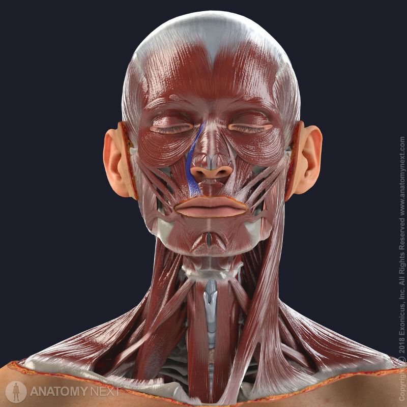 Levator labii superior alaeque nasi, Nasal muscles, Facial muscles, Muscles of facial expression, Head muscles