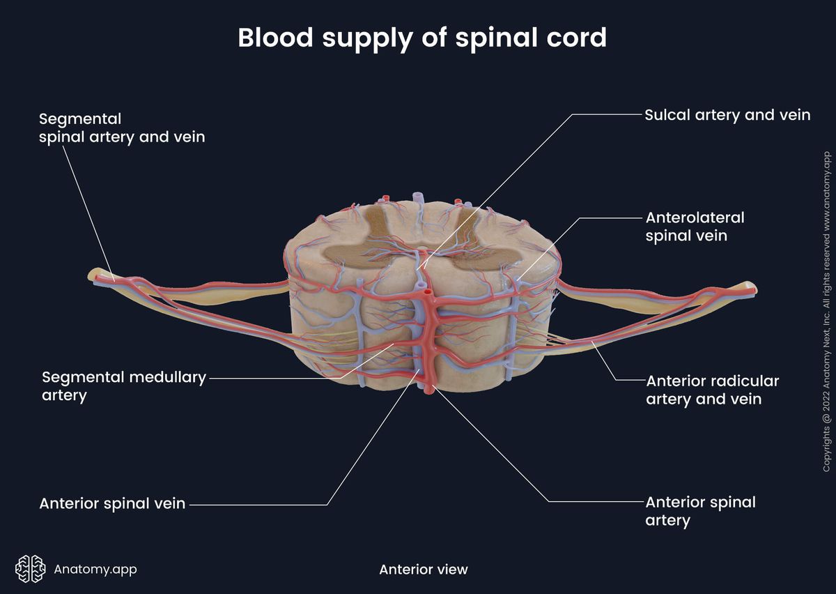 Spinal cord, Blood supply, Cross-section, Arterial blood supply of spinal cord, Arteries of spinal cord, Venous drainage of spinal cord, Veins of spinal cord, Anterior view, Ventral view, Spinal nerves, Spinal roots, Gray matter, White matter