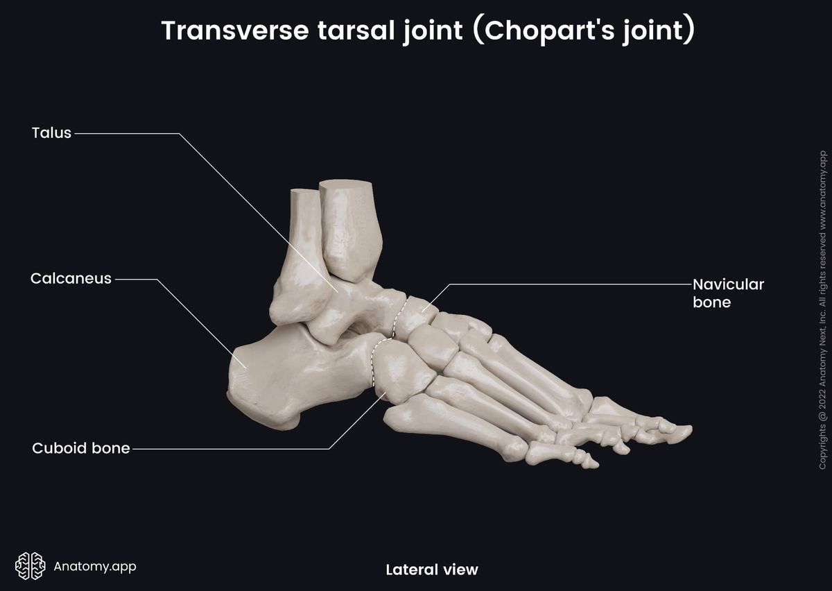 Transverse tarsal joint, Chopart's joint, Lateral view, Human foot, Foot skeleton, Tarsals, Tarsal bones, Metatarsals, Phalanges