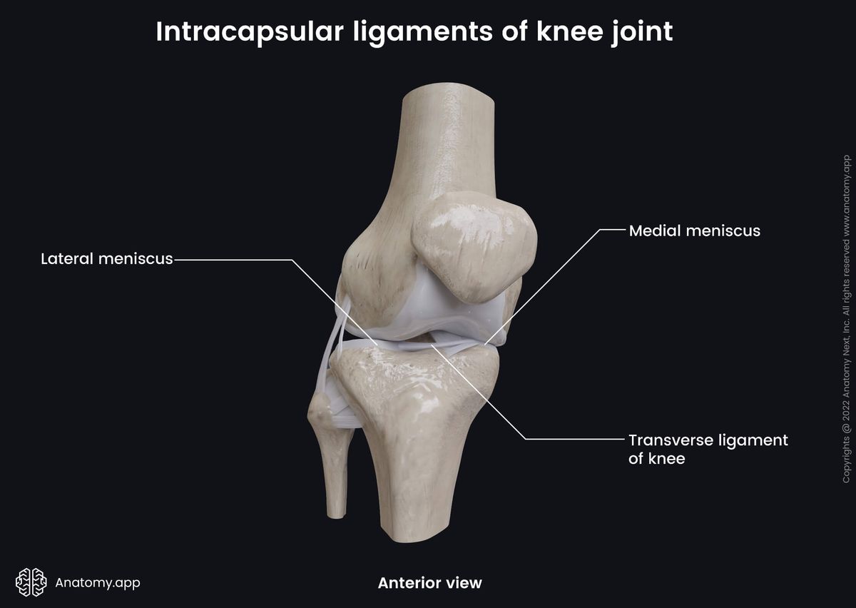 Knee joint, Intracapsular ligaments, Menisci, Tibia, Fibula, Femur, Patella, Anterior view
