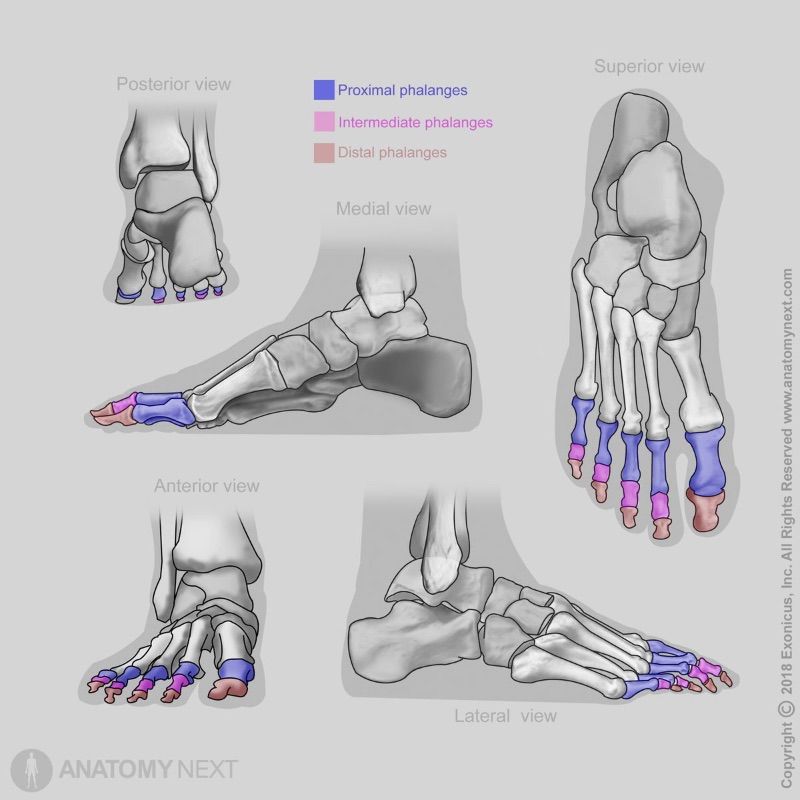 Phalanges of foot, Bones of foot, Human foot, Skeleton of lower limb