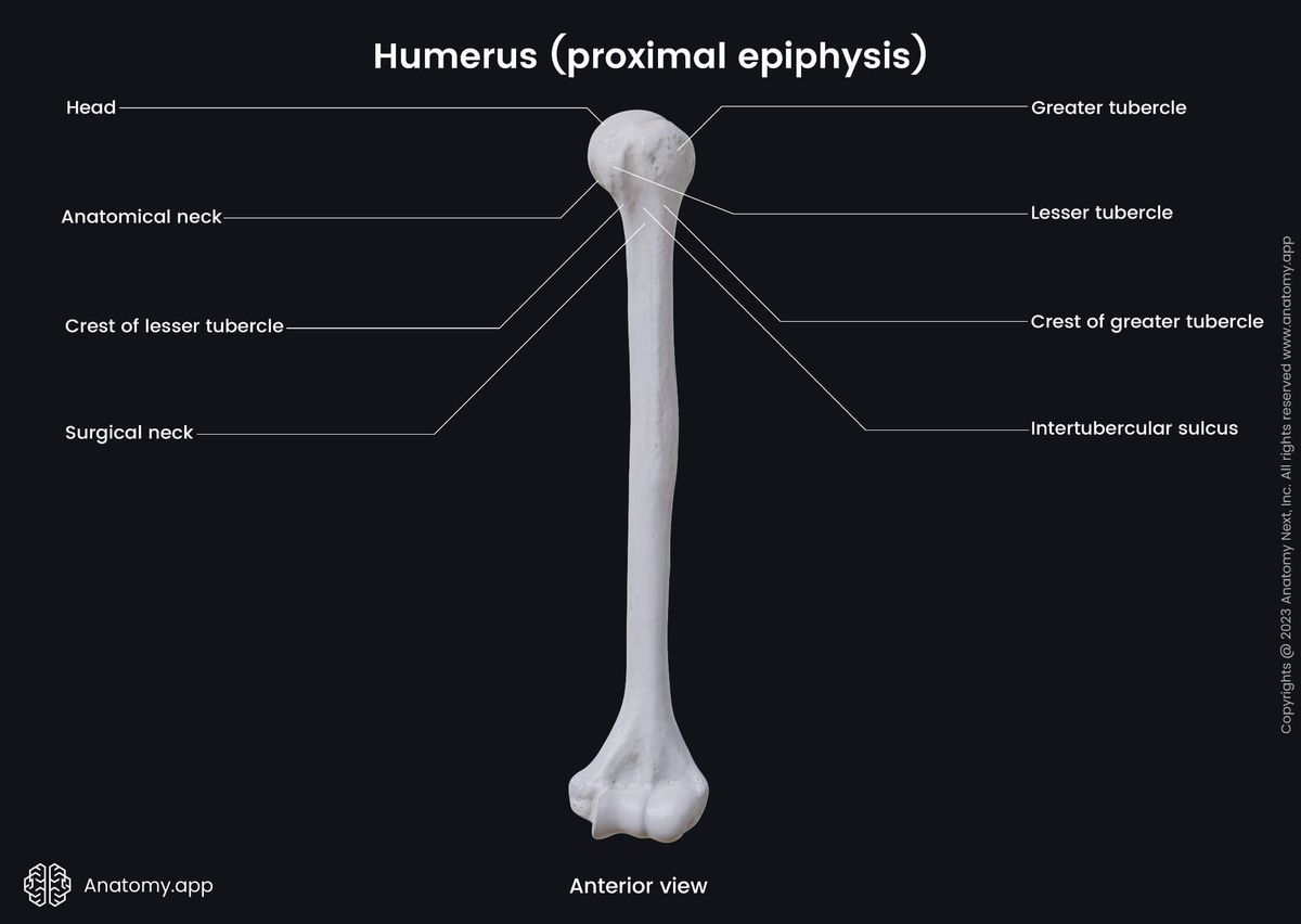 Skeleton of upper limb, Upper arm, Upper arm bone, Bones of upper limb, Humerus, Proximal epiphysis, Landmarks, Anterior view