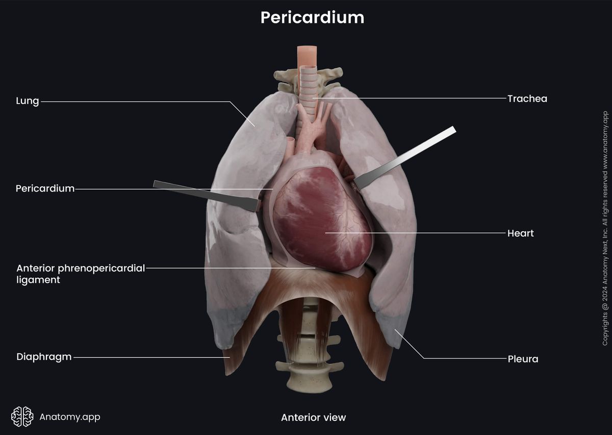 Organ systems, Cardiovascular system, Heart, External anatomy of the heart, Thorax, Lungs, Pericardium, Pericardial cavity, Anterior view