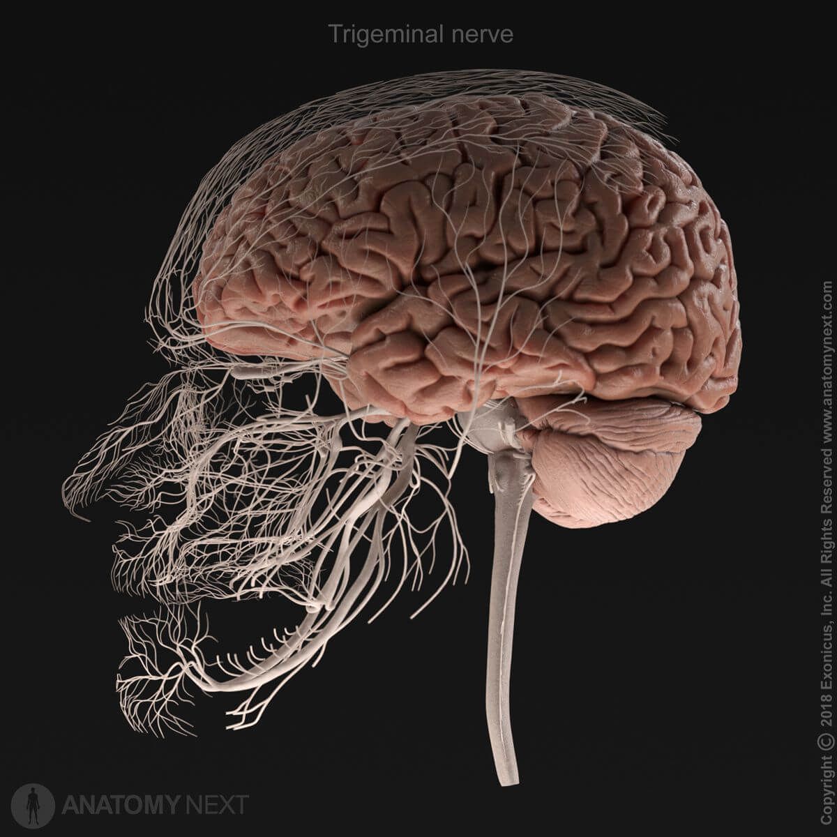 Trigeminal nerve and distribution of its branches, fifth cranial nerve, CN V, in relation to brain