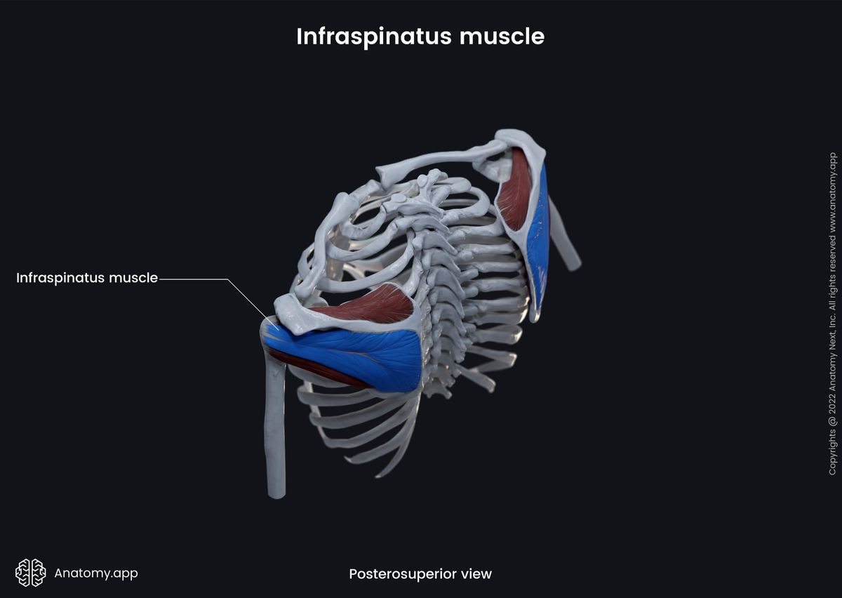 Upper extremity, upper limb, thorax, muscular system, rotator cuff, infraspinatus, posterosuperior view
