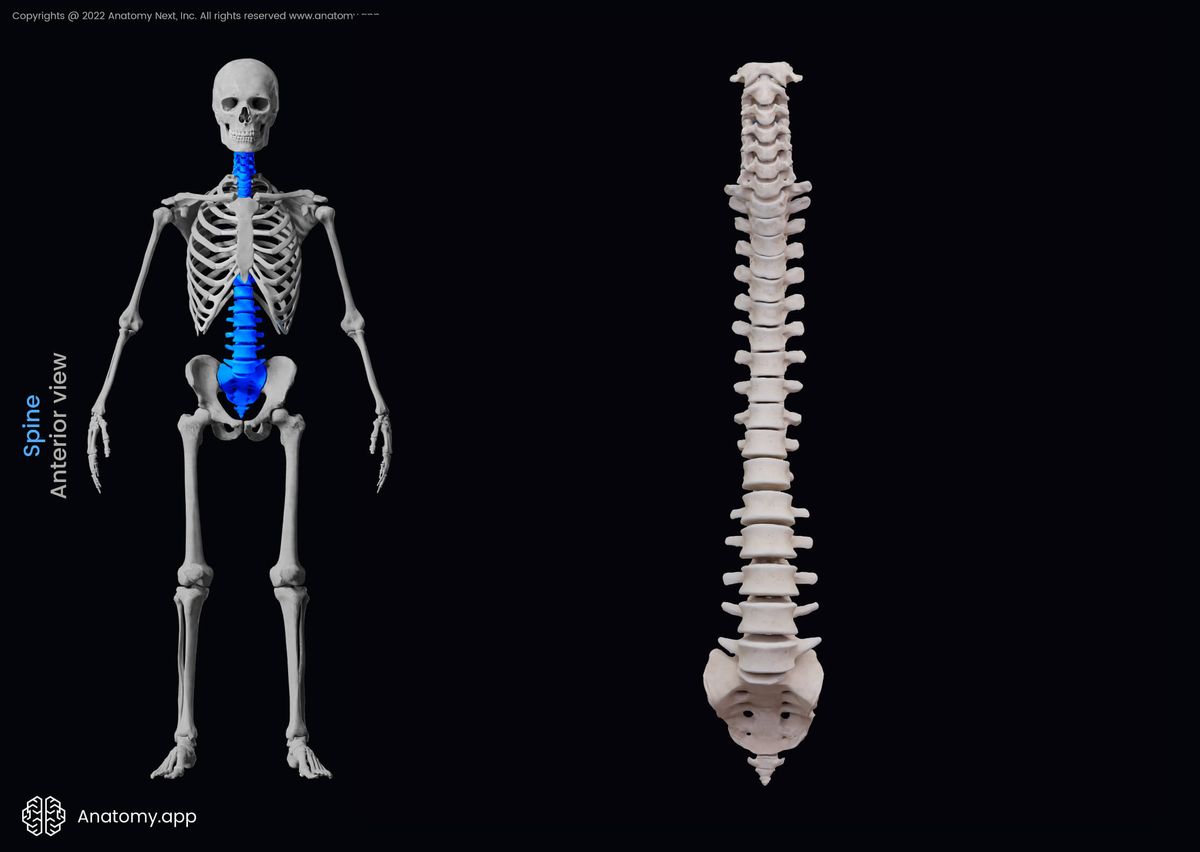 Spine, Vertebral column, Anterior view, Human skeleton, Cervical spine, Thoracic spine, Lumbar spine, Sacrum, Coccyx